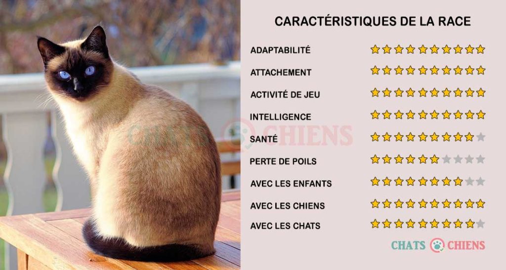 caracteristiques-chats-Siamois-