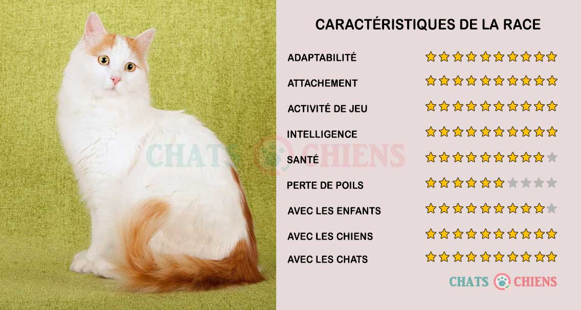 Turc de Van Caractéristiques Caractère Santé Chats et Chiens