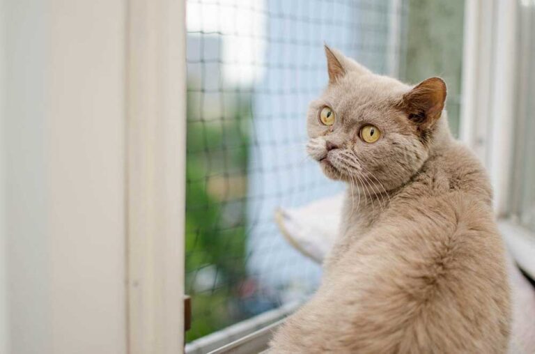 Combien de temps puisje laisser un chat seul à la maison? Chats et Chiens