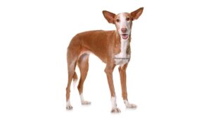 Podenco d&rsquo;Ibiza