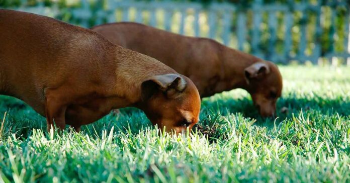 chien mange herbe