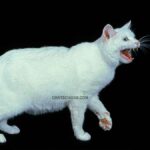 Manx