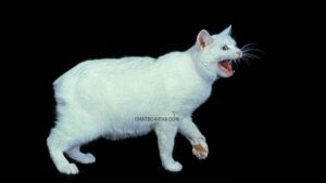 Manx