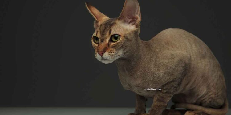 Les races de chats les plus rares et uniques que vous ne connaissez probablement pas 7 races de chats les plus rares et uniques