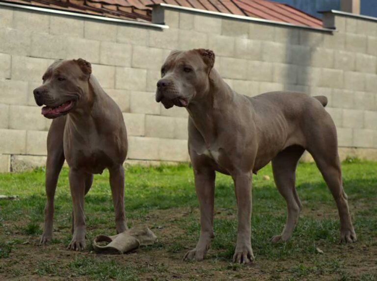 Bandog Informations et faits sur la race de chien Chiens Chats