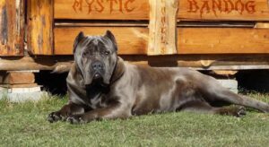Bandog