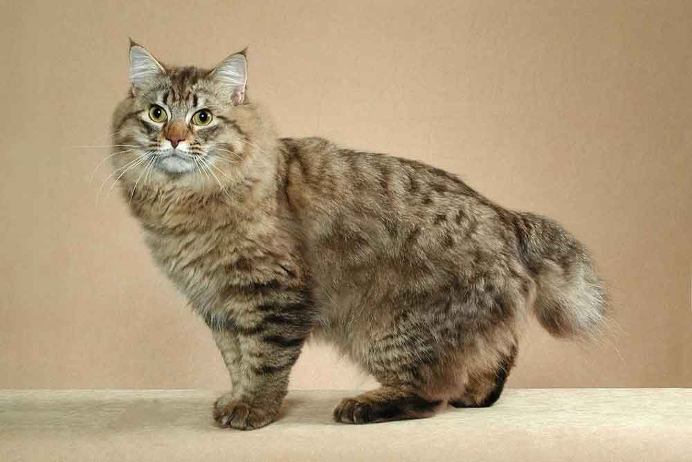 Bobtail américain