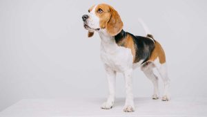 Beagle