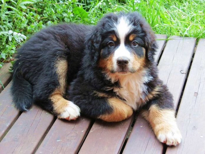 Chiot Bouvier Bernois Soins et éducation Chats et Chiens