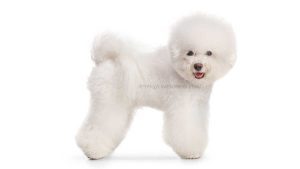Bichon à poil frisé