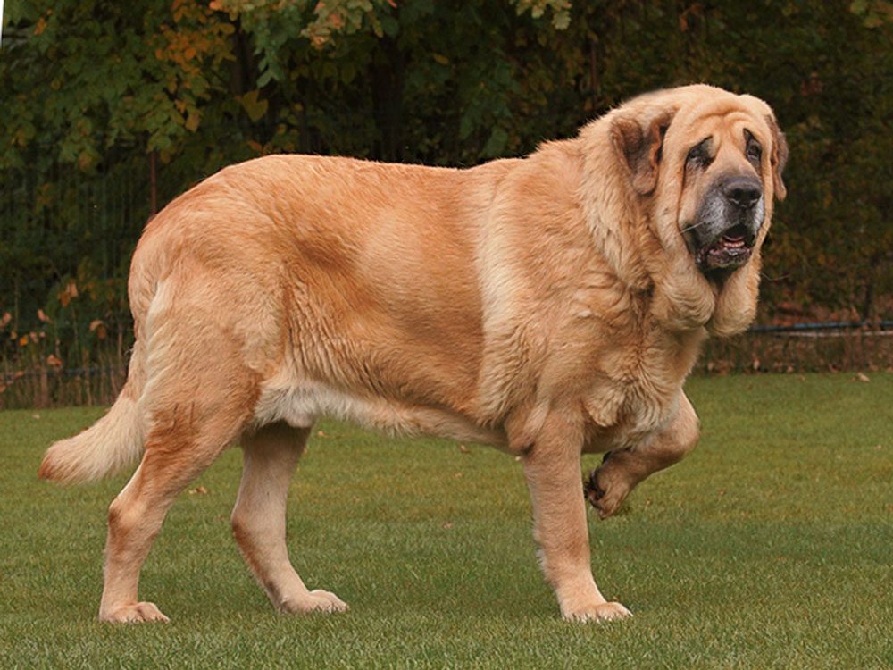 grandes races chiens grands chiens géants