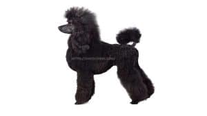 Caniche