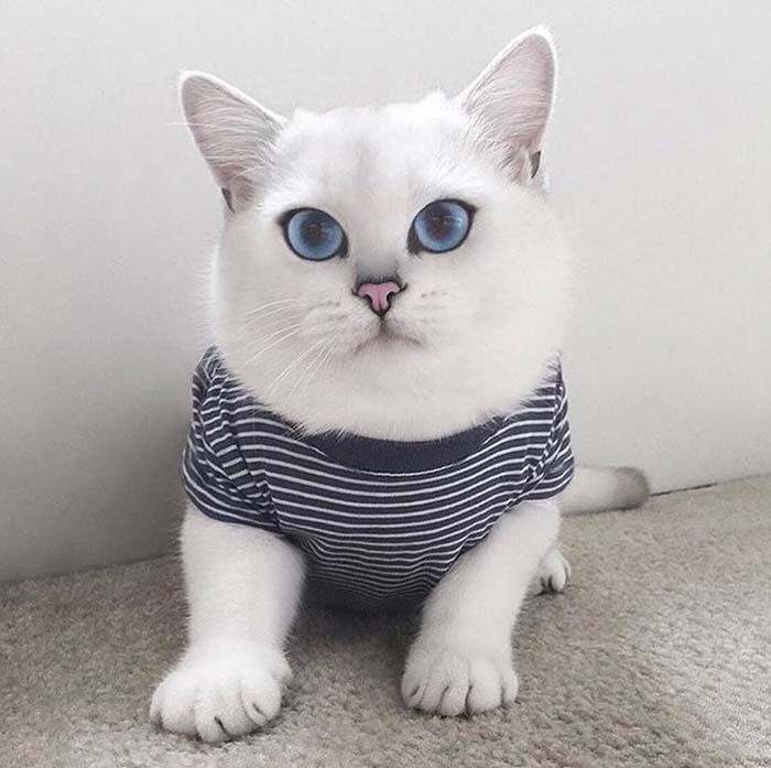 superbes chats plus beaux yeux