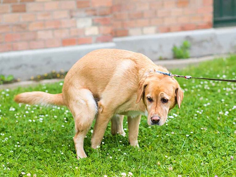 Mon chien a du sang dans les selles estce dangereux? Chats et Chiens