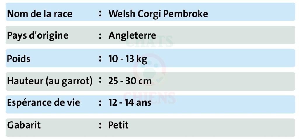 Fiche chiens Welsh Corgi Pembroke