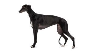 Greyhound