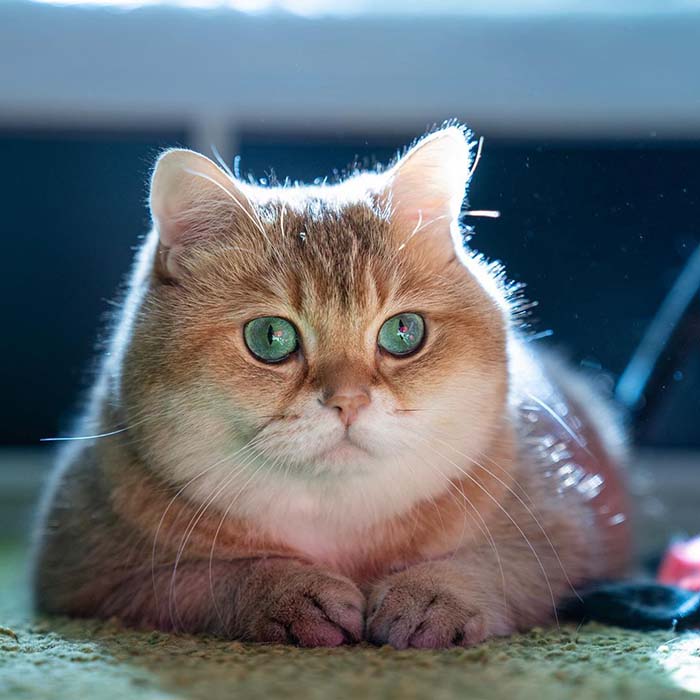 superbes chats plus beaux yeux