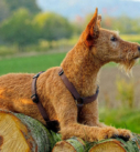Irish Terrier - terrier irlandais