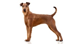 Irish Terrier