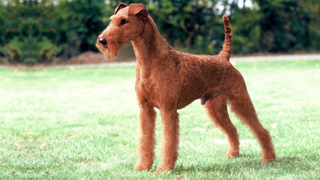 Irish Terrier - terrier irlandais