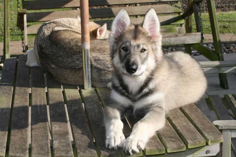 8 races de chiens qui ressemblent au husky sibérien - Chats et Chiens