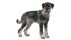 Schnauzer