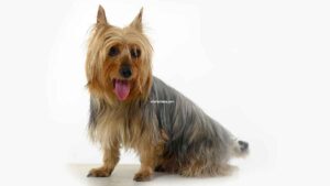 Silky Terrier