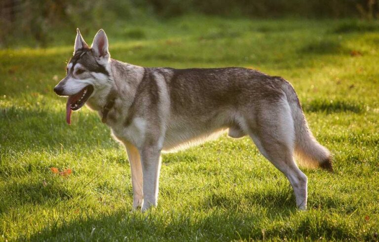 8 races de chiens qui ressemblent au husky sibérien - Chats et Chiens