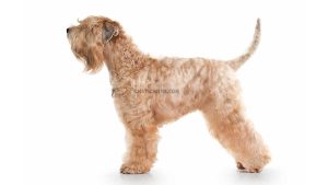 Terrier irlandais à poil doux