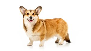 Welsh Corgi Pembroke