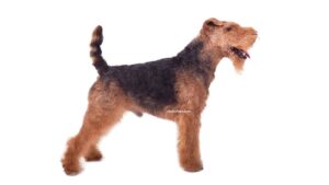 Welsh Terrier