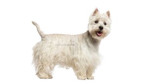 West Highland White Terrier
