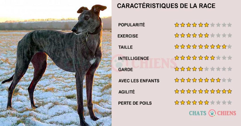 caracteristiques-Greyhound