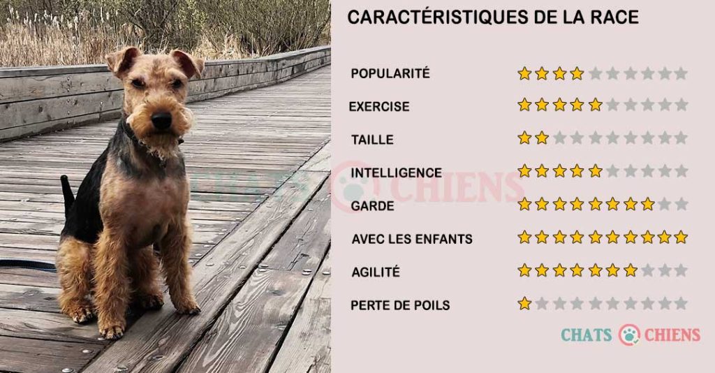 caracteristiques-Welsh-Terrier