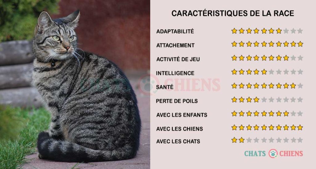 caracteristiques-chats-Européen-