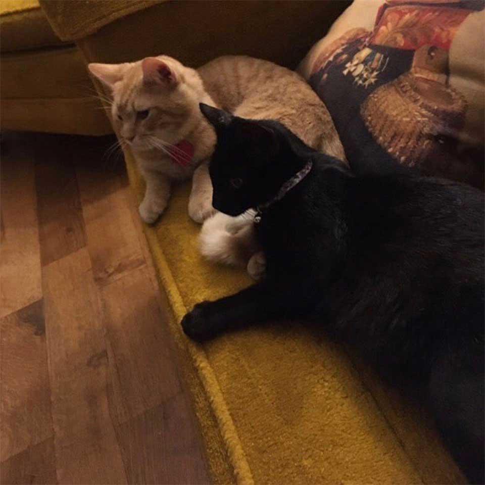 couple de chats bébés