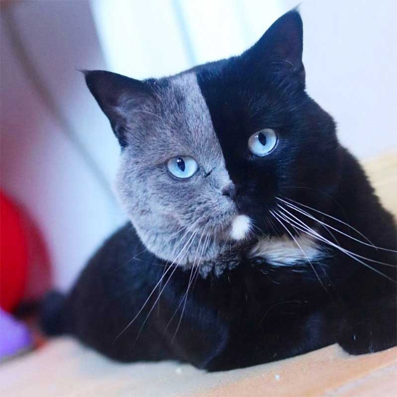chat à face bicolore