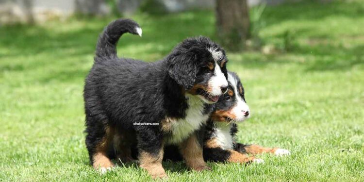 Chiot Bouvier Bernois | Soins et éducation 6 chiot bouvier bernois