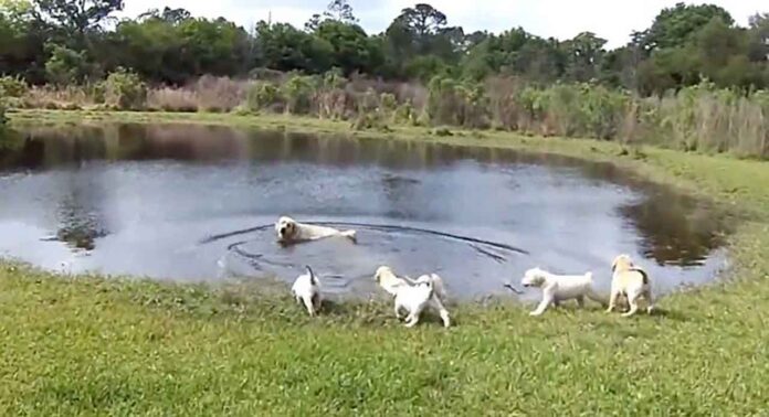 vidéo maman labrador apprenant chiots nager