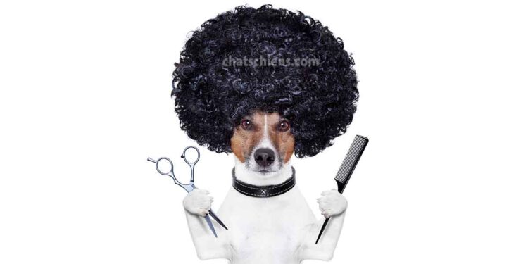 races de chiens qui perdent beaucoup de poils