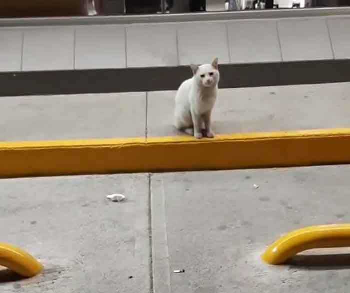 Conejo chat errant guide femme supermarché