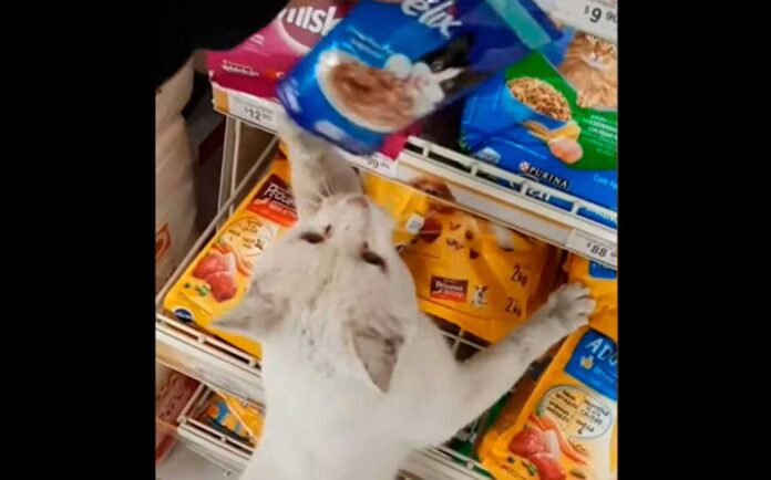 Conejo chat errant guide femme supermarché