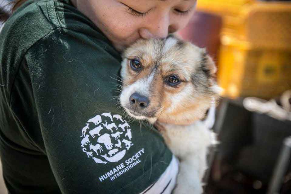 70 chiens sauvés corée du sud