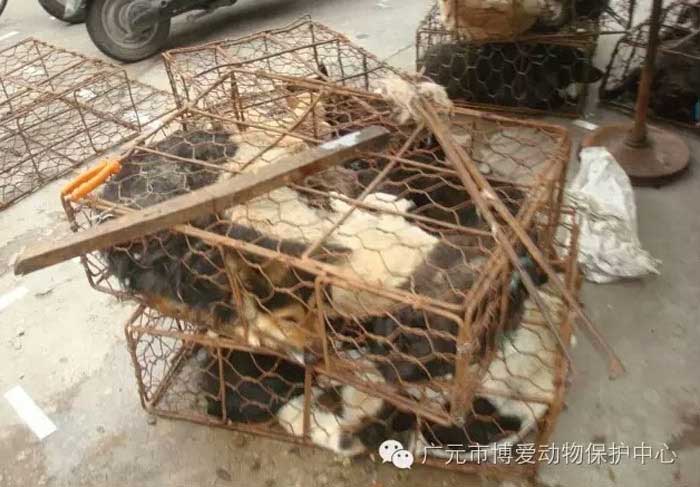 Chine interdit manger viande chien
