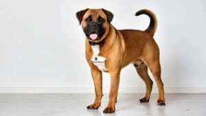 Boerbull
