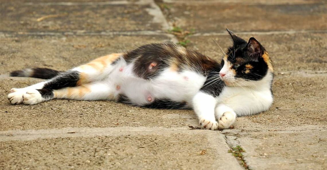 Combien de temps dure la gestation chez les chats 1 Combien de temps dure la gestation chez les chats