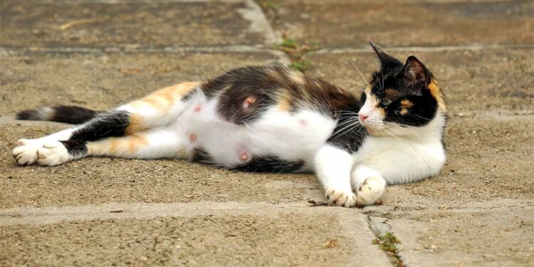 Combien de temps dure la gestation chez les chats 1 Combien de temps dure la gestation chez les chats