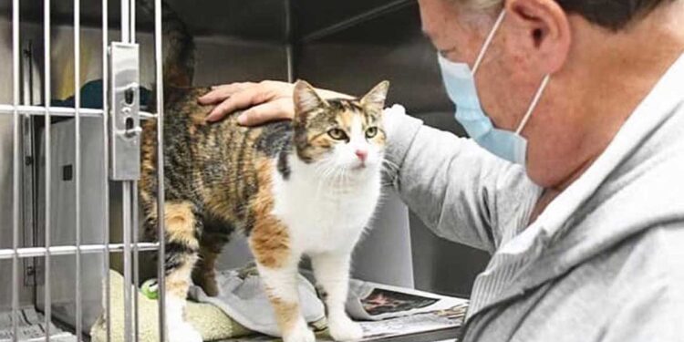 Un chat retrouve sa famille après avoir disparu il y a 3 ans dans un glissement de terrain