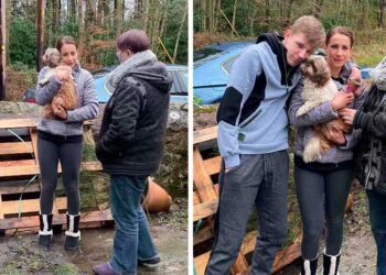 Un shih tzu disparu près 8 ans retrouve famille