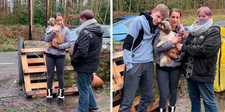 Un shih tzu disparu près 8 ans retrouve famille